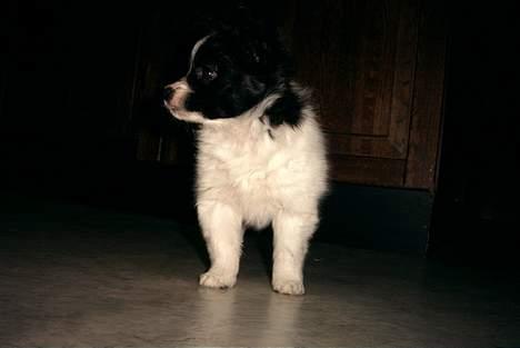 Papillon Luffe - yep luffe hunden igen......... billede 8