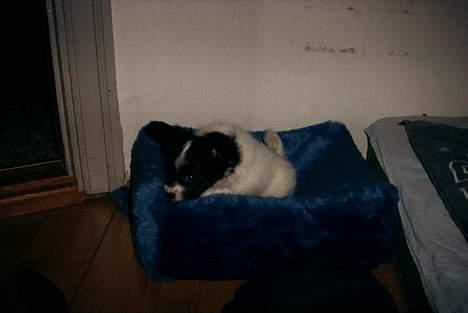 Papillon Luffe - her ligger han i sin seng........shh han prøver at sove........nuser ikk billede 9