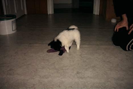 Papillon Luffe - hov det er vist mine strømper....... billede 10