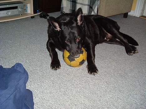 Blanding af racer king - min boldt i får den ikk billede 1