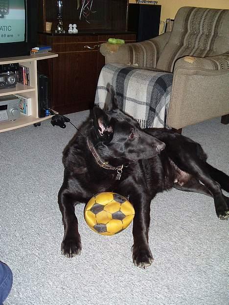 Blanding af racer king billede 2