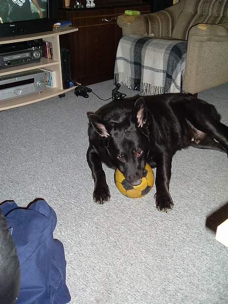 Blanding af racer king billede 3