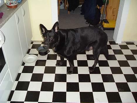 Blanding af racer king - skal vi snart spise billede 4