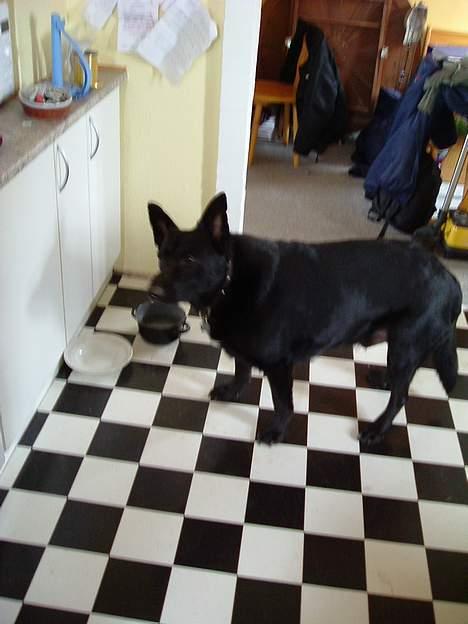 Blanding af racer king billede 5