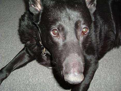 Blanding af racer king - hej med jer billede 6