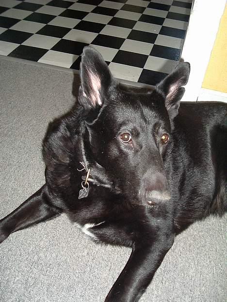 Blanding af racer king billede 7