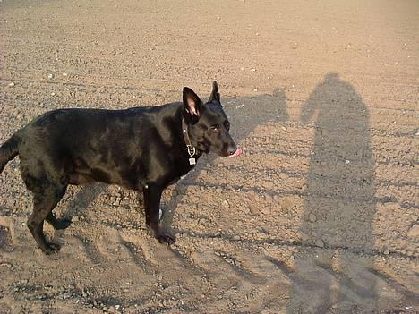 Blanding af racer king billede 8