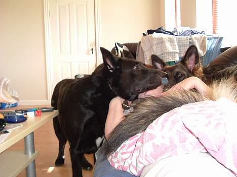 Blanding af racer king - hvorfor må line ligge oppe ved dig billede 9