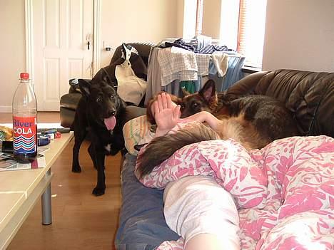 Blanding af racer king - jeg kommer snart op til jer billede 10