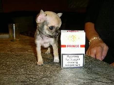 Chihuahua jay jay star - jay jay star tar afstand fra smøger billede 1