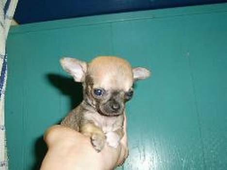 Chihuahua jay jay star - sæt mig dog ned billede 2