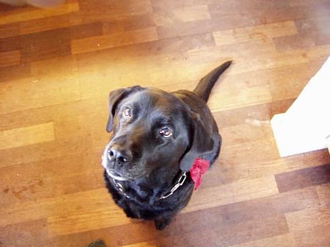 Labrador retriever Bitti *RIP* billede 1