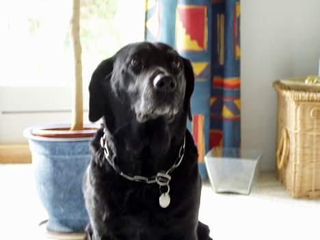 Labrador retriever Bitti *RIP* billede 2