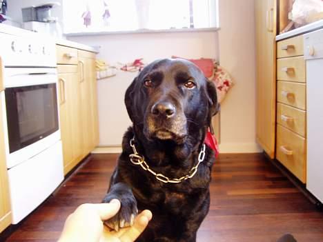 Labrador retriever Bitti *RIP* billede 3