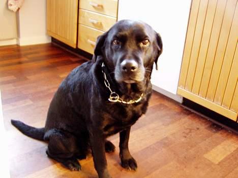 Labrador retriever Bitti *RIP* billede 4