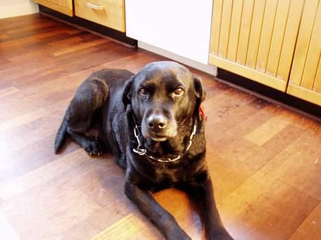 Labrador retriever Bitti *RIP* billede 5