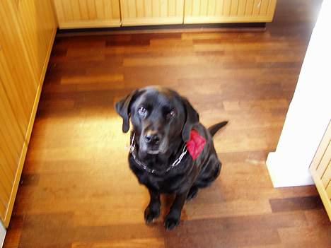 Labrador retriever Bitti *RIP* billede 6