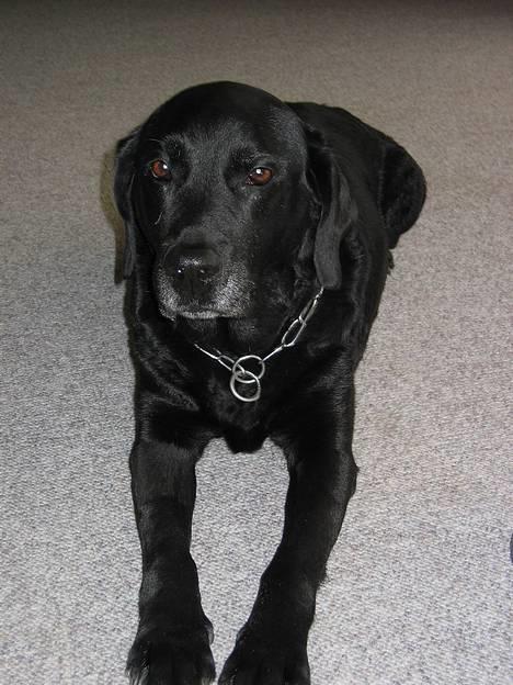 Labrador retriever Bitti *RIP* billede 7