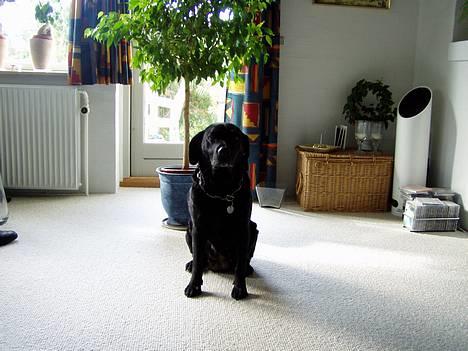 Labrador retriever Bitti *RIP* billede 9