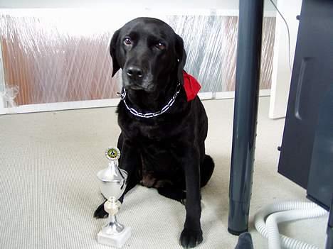 Labrador retriever Bitti *RIP* billede 10