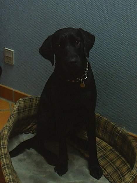 Labrador retriever Lucca - Lucca. Ja, det er en måned eller lignende gammelt tror jeg. Hun sidder ude i vores gang i sin kurv. billede 1