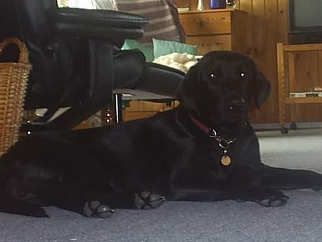 Labrador retriever Lucca - I sommerhus ved vesterhavet. Lidt synd med øjnene! billede 2