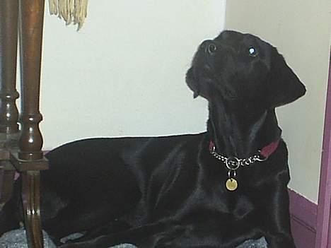 Labrador retriever Lucca - Hjemme hos mormor. billede 3