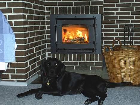 Labrador retriever Lucca - Lucca foran pejsen. De øjne igen! billede 4