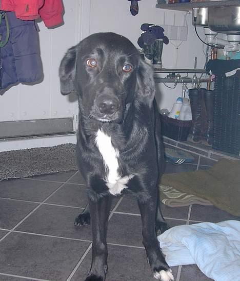 Blanding af racer lady - hmm billede 9