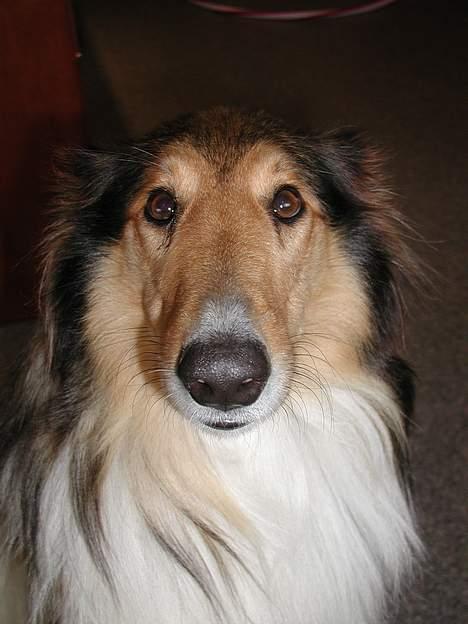 Collie langhåret Lassie - HEJ! billede 6