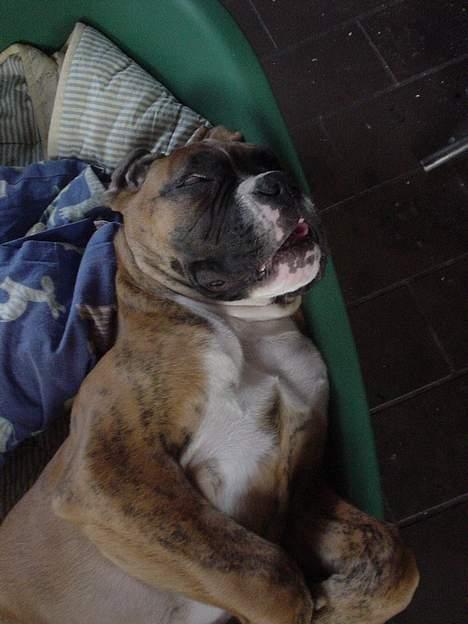 Boxer Conrad - zzz zzz zzz smask zzz zzz zzz savl zzz zzz zzz billede 8