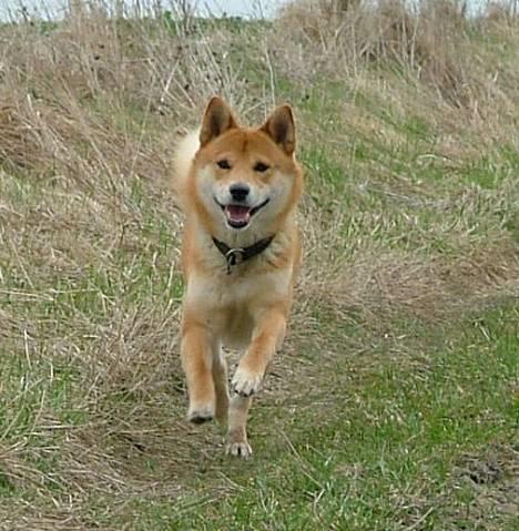 Shiba Cosmo 3/6- 2000 - 15/8- 2016 billede 4