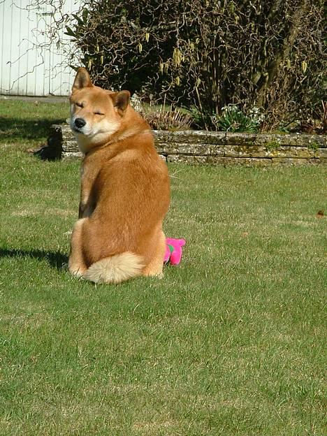 Shiba Cosmo 3/6- 2000 - 15/8- 2016 - snakker du til mig ? billede 6