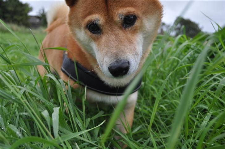 Shiba Cosmo 3/6- 2000 - 15/8- 2016 billede 5