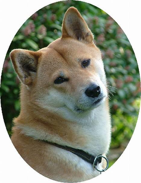 Shiba Cosmo 3/6- 2000 - 15/8- 2016 billede 3