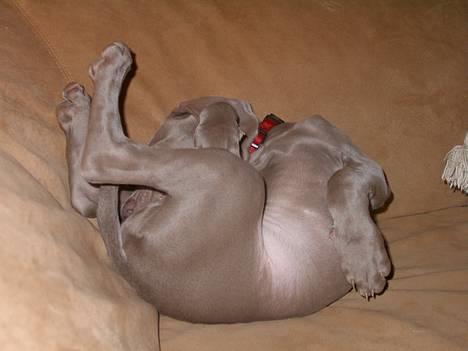 Weimaraner Hot Shoot's Eleu "Himmelhund" - Eleu gemmer sig, for hun måtte ikke være i sofaen (håber i bemærkede ordet MÅTTE) billede 8