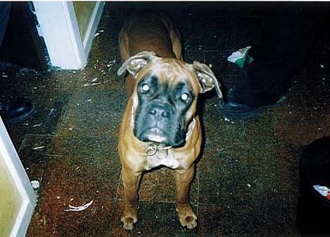 Boxer Chap - Hallo... Er der nogen hjemme??  billede 2