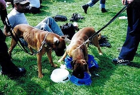 Boxer Chap - Ja, jeg tør ikke andet end at lade min storebror drikke først!!! billede 3