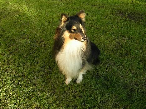 Shetland sheepdog  Wiegun Chang - Pæne Chang..! billede 1