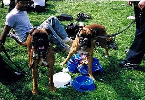 Boxer Chap - Det er mig Chap til venstre, og min storebror Chip til højre.. Så er han også representeret. billede 5