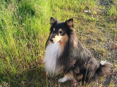 Shetland sheepdog  Wiegun Chang - Chang fra siden ;) billede 2