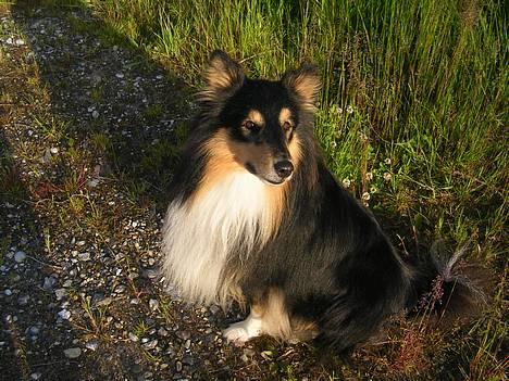 Shetland sheepdog  Wiegun Chang - billeder udenfor ( Nyt ) billede 3