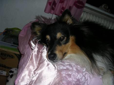 Shetland sheepdog  Wiegun Chang - Så slapper han lidt af..  billede 4