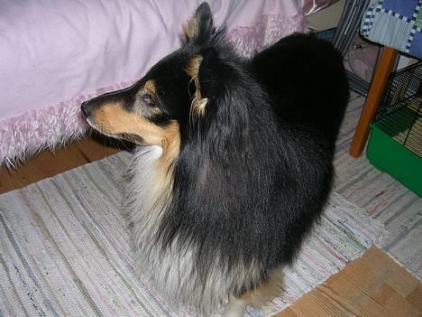 Shetland sheepdog  Wiegun Chang - Chang fra siden.. billede 5