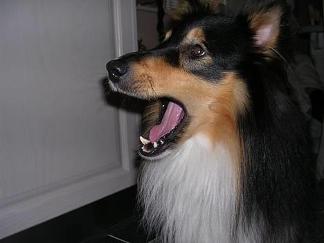 Shetland sheepdog  Wiegun Chang - Gab... Jeg r træt nu ! ;) billede 7