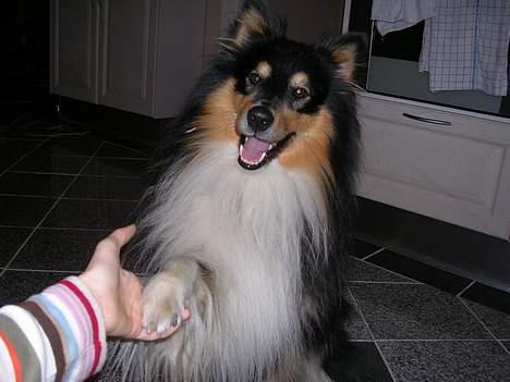 Shetland sheepdog  Wiegun Chang - ´Kan du gi Pote? billede 9