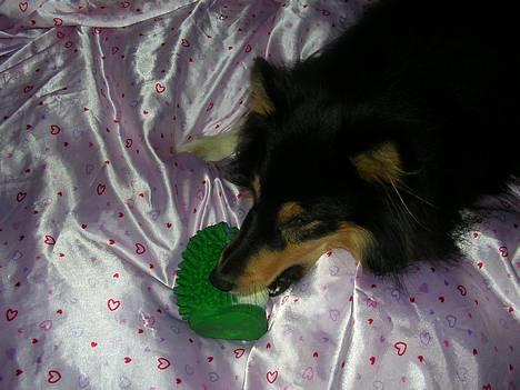 Shetland sheepdog  Wiegun Chang - Chang og hans pivedyr ;) billede 10