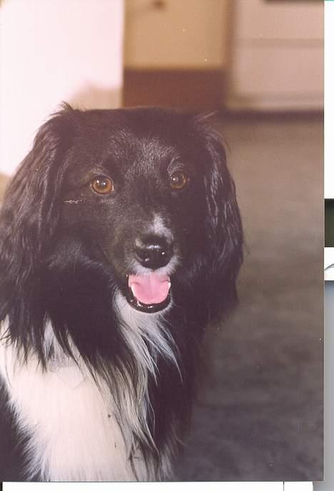 Blanding af racer Walde - nær billede billede 5