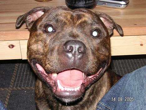 Staffordshire bull terrier Neo (Borna Deas Arraz) - Neo smiler til kameraet :) billede 1