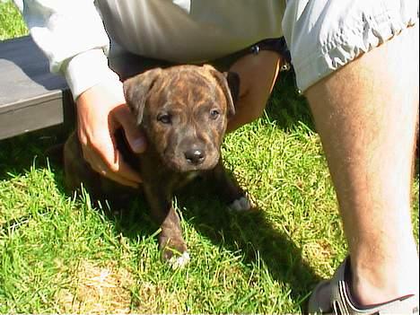 Staffordshire bull terrier Neo (Borna Deas Arraz) - Neo ca. 7 uger gammel billede 2